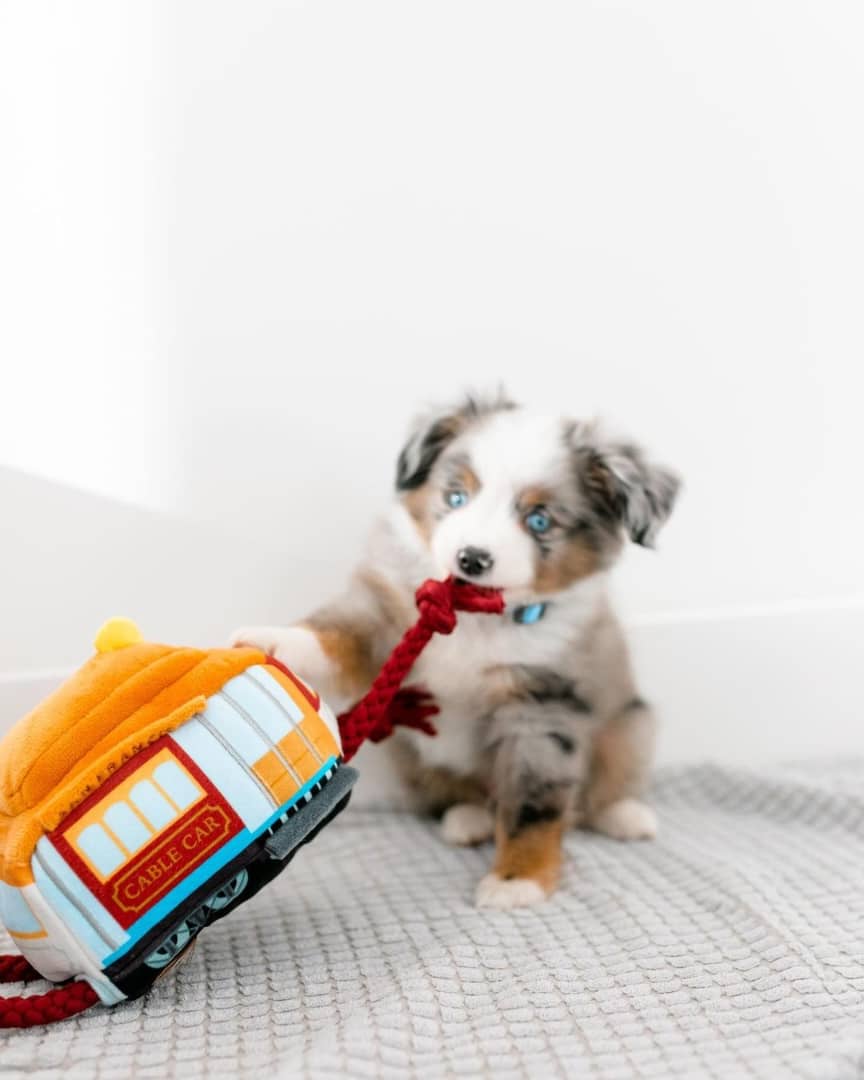 buy labrador retriever online