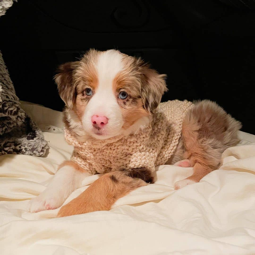 buy labrador retriever online