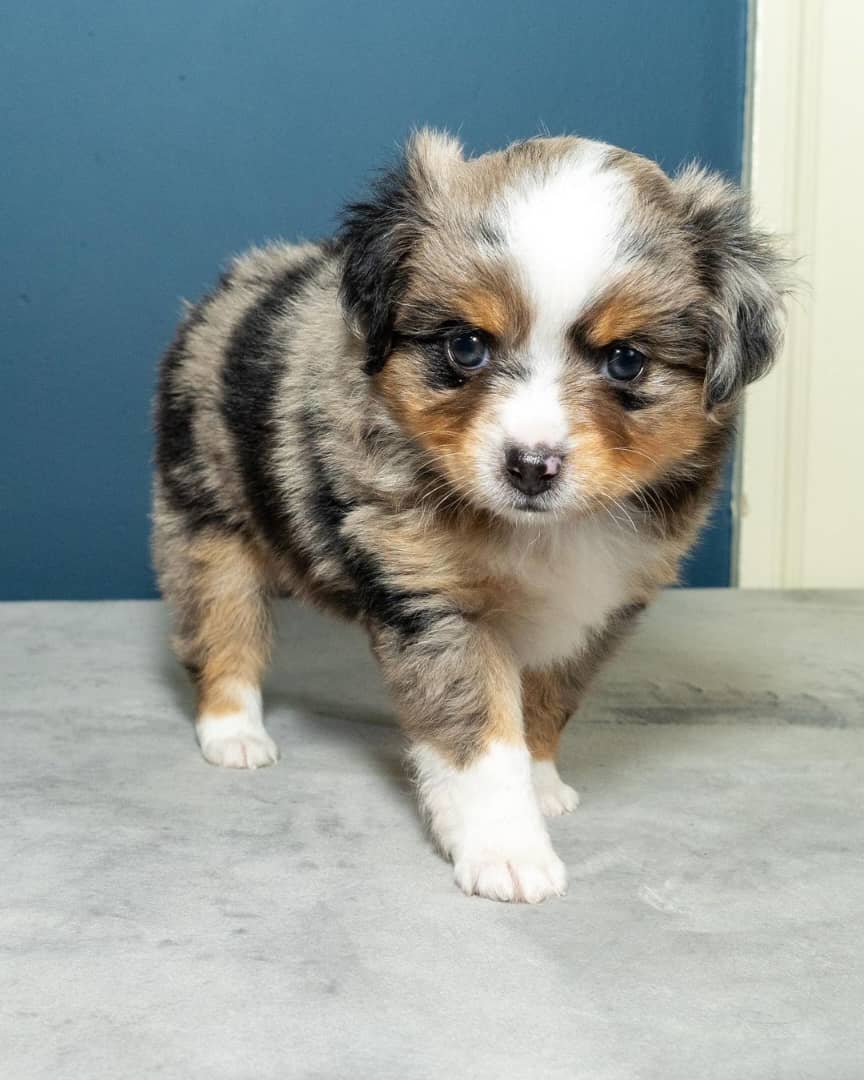 buy labrador retriever online