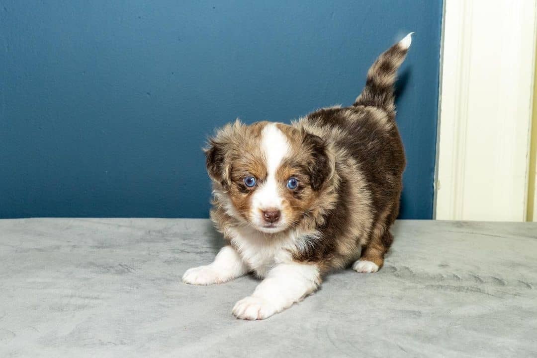 buy labrador retriever online